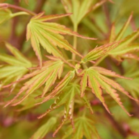 Arce Palmatum